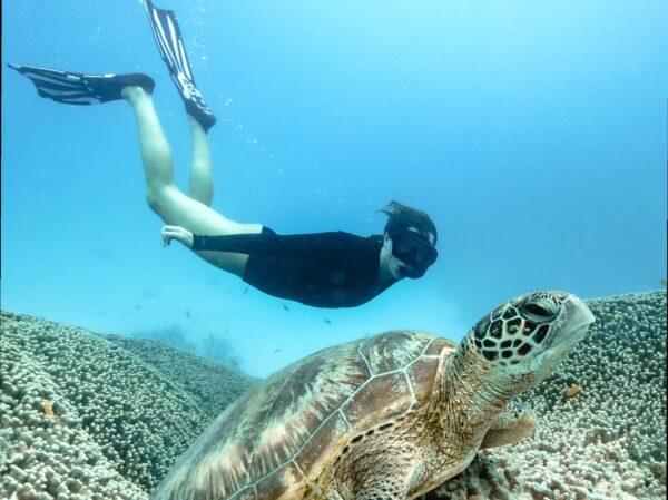 Guide to the Southern Great Barrier Reef