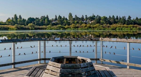 Swan Lake: Birdwatching and Nature Reserve