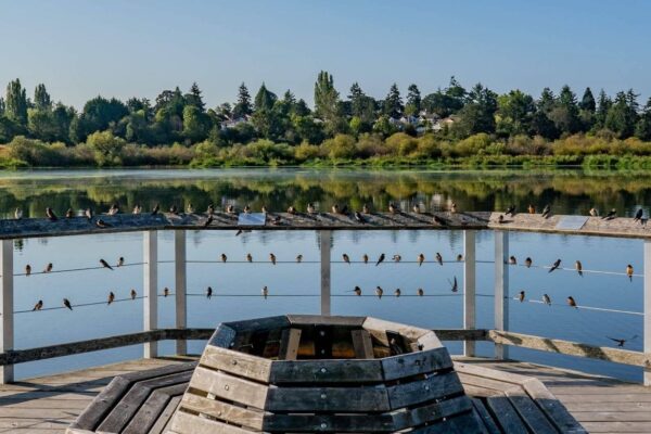 Swan Lake: Birdwatching and Nature Reserve