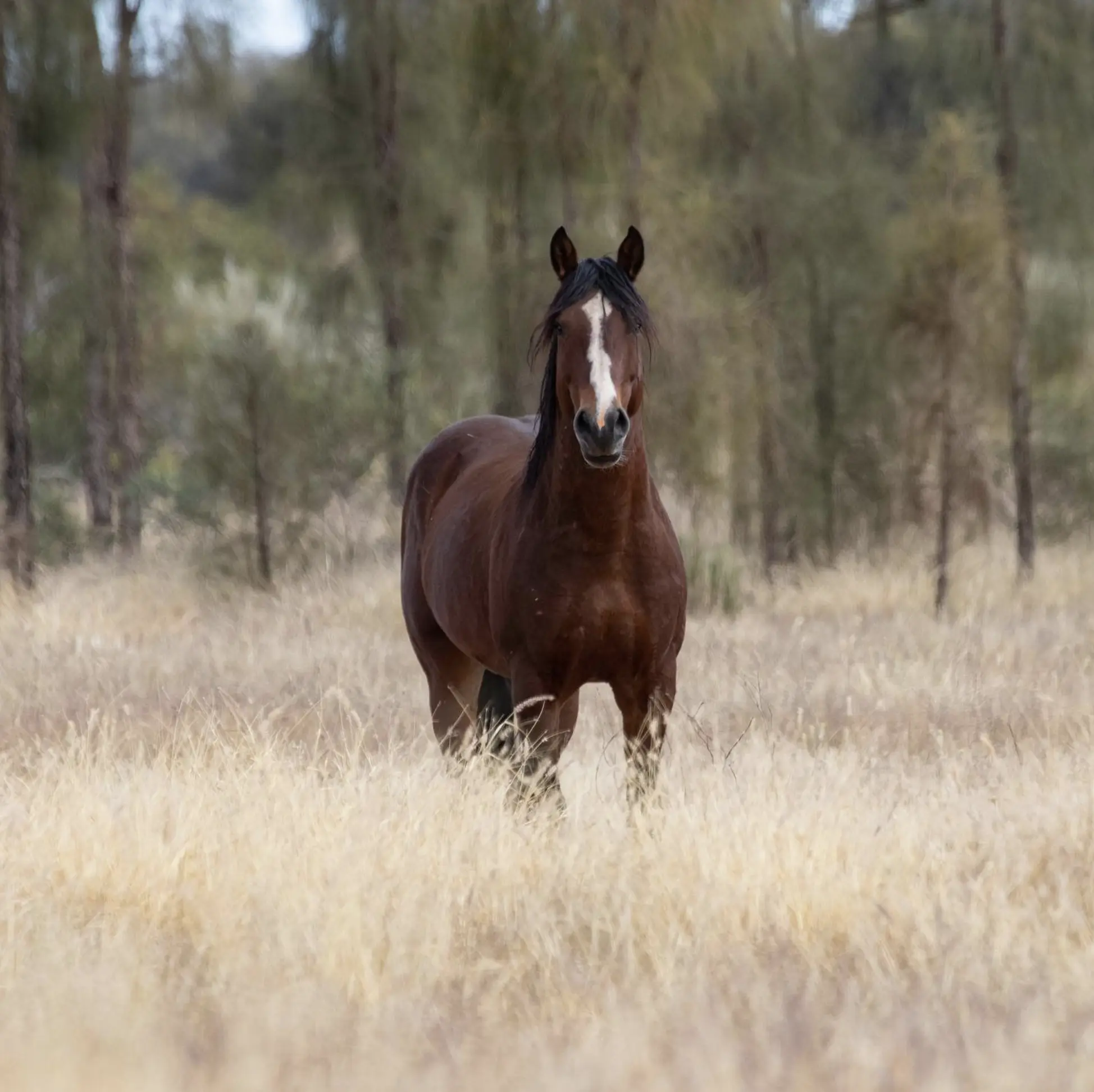 West MacDonnell Ranges