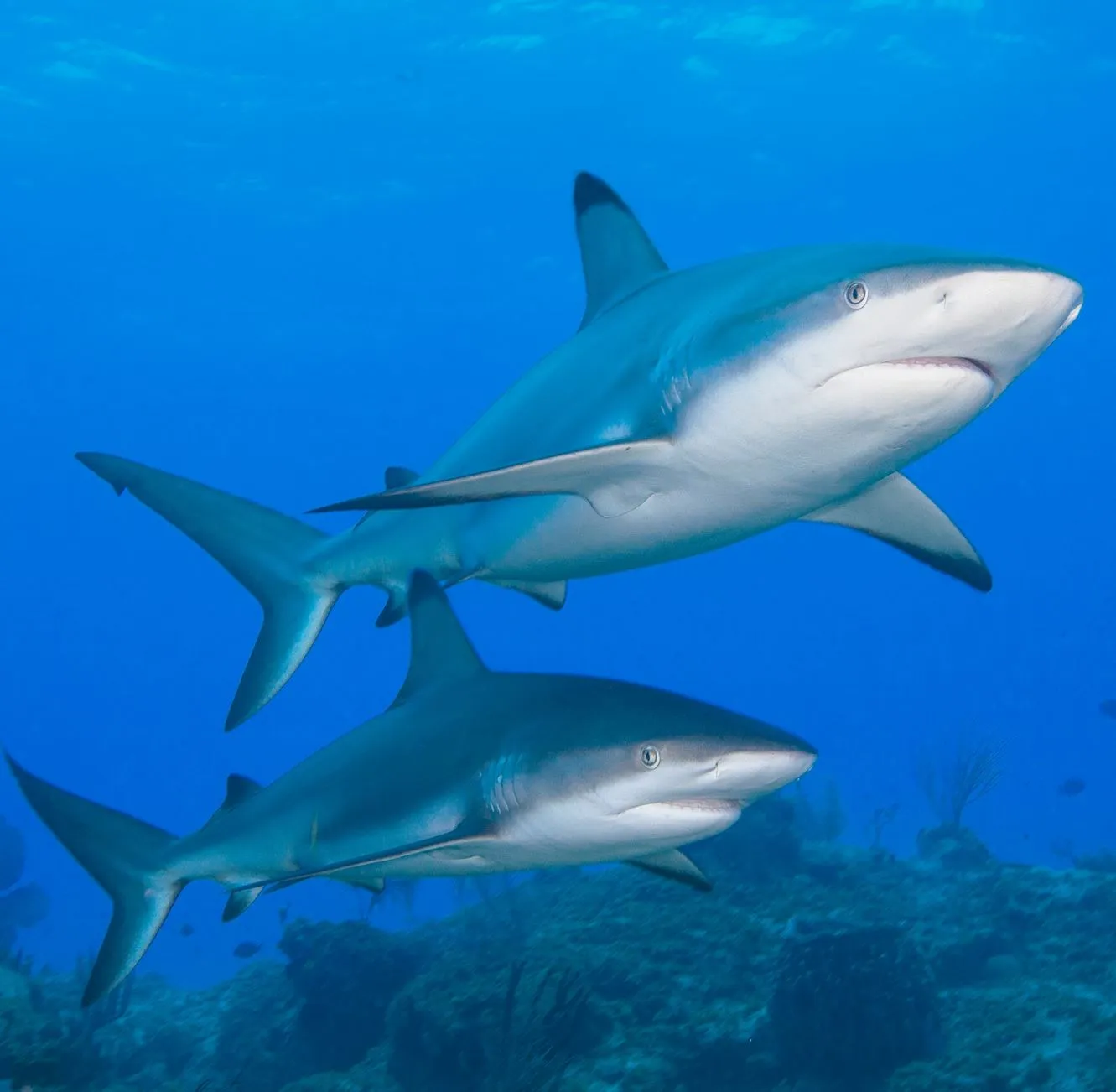 Black Tip Reef Sharks