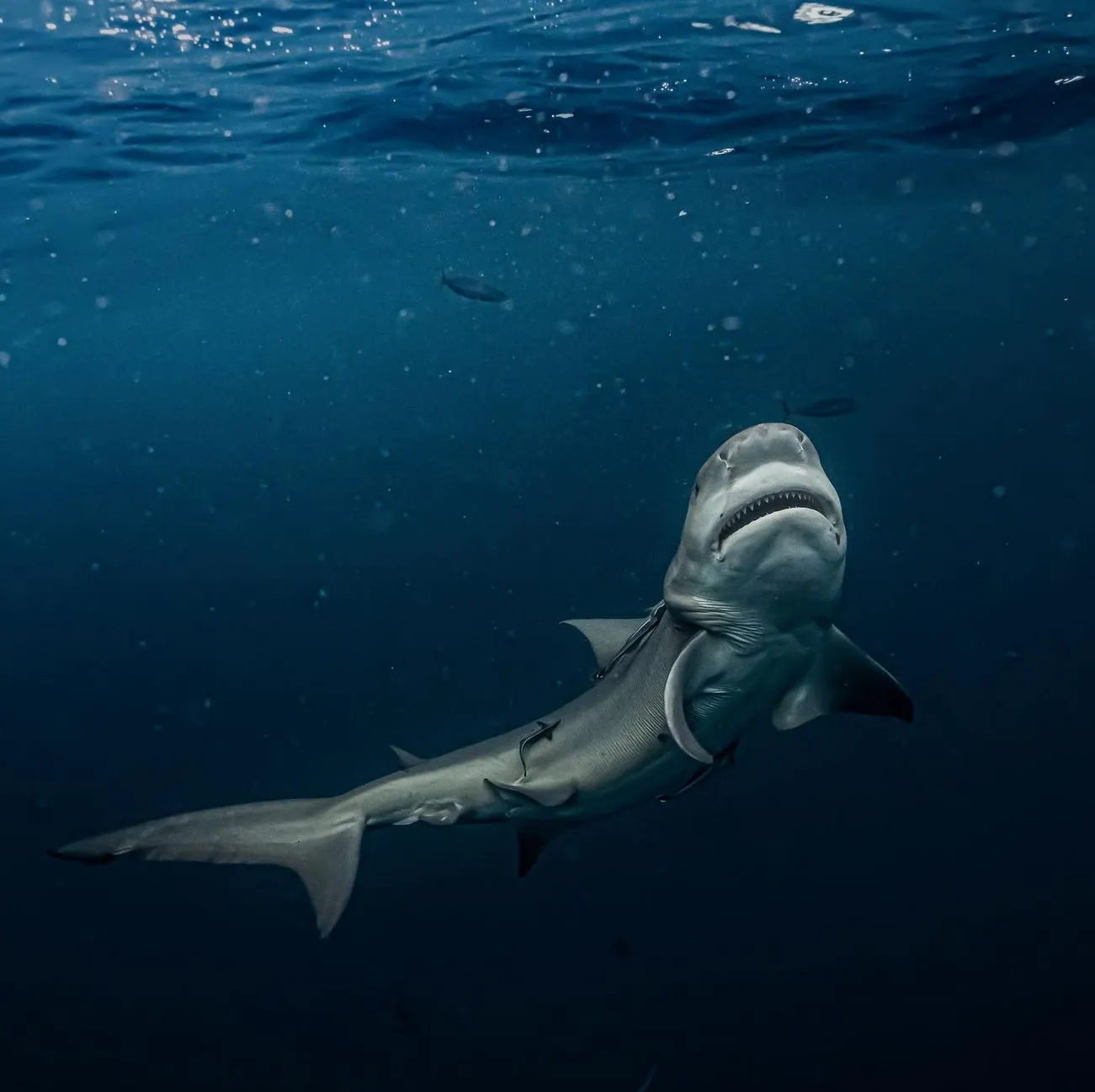 Bull Sharks