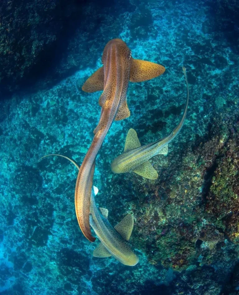 Can you see sharks in the Great Barrier Reef.