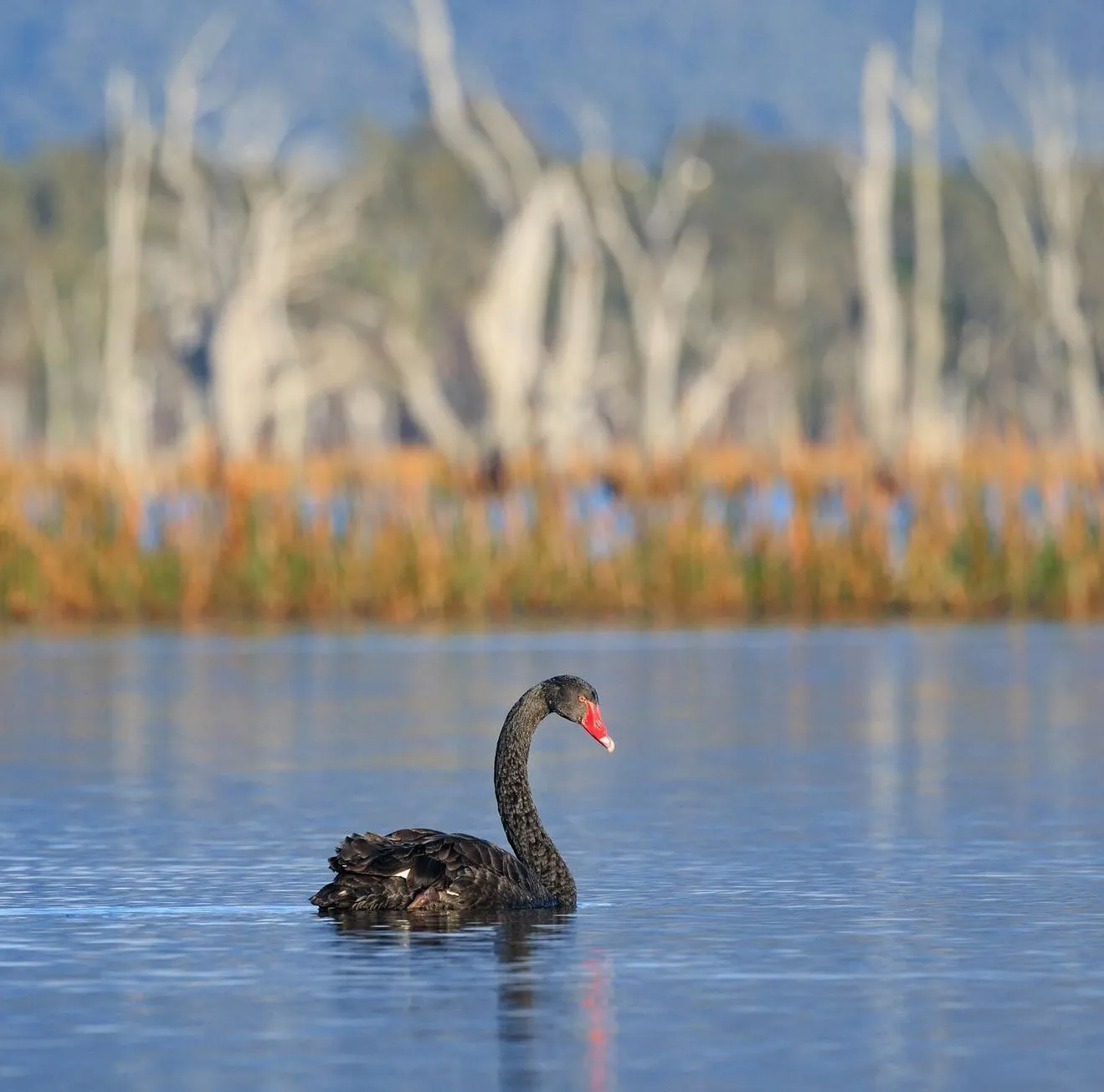 Can you walk around Swan Lake