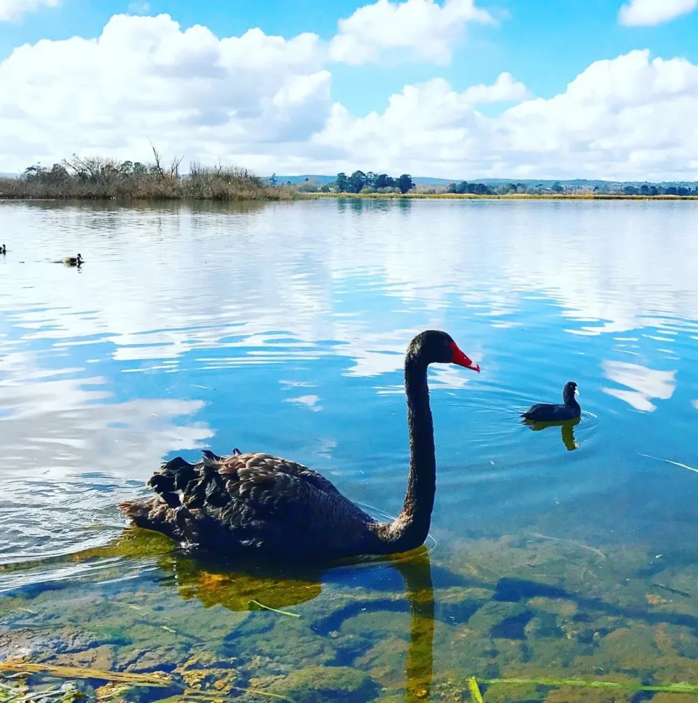 Easy Walking with Black Swan Royalty