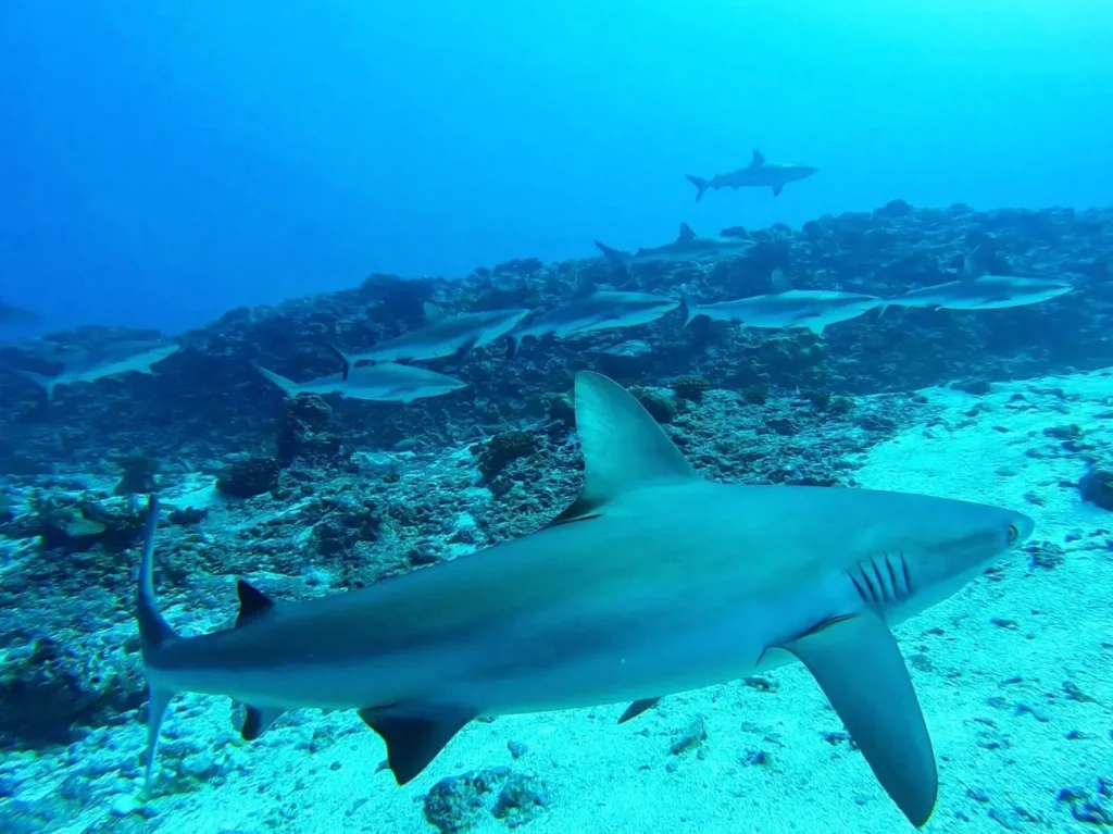 Grey Reef Sharks