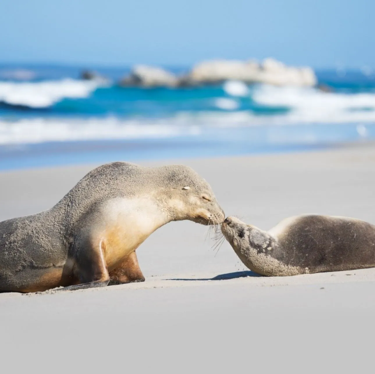 Kangaroo Island