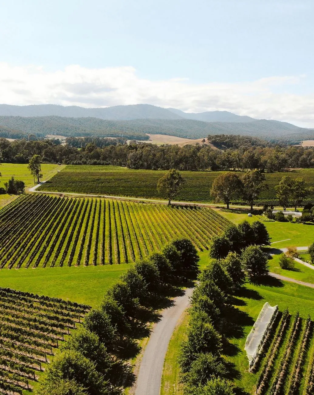 King Valley cellar doors