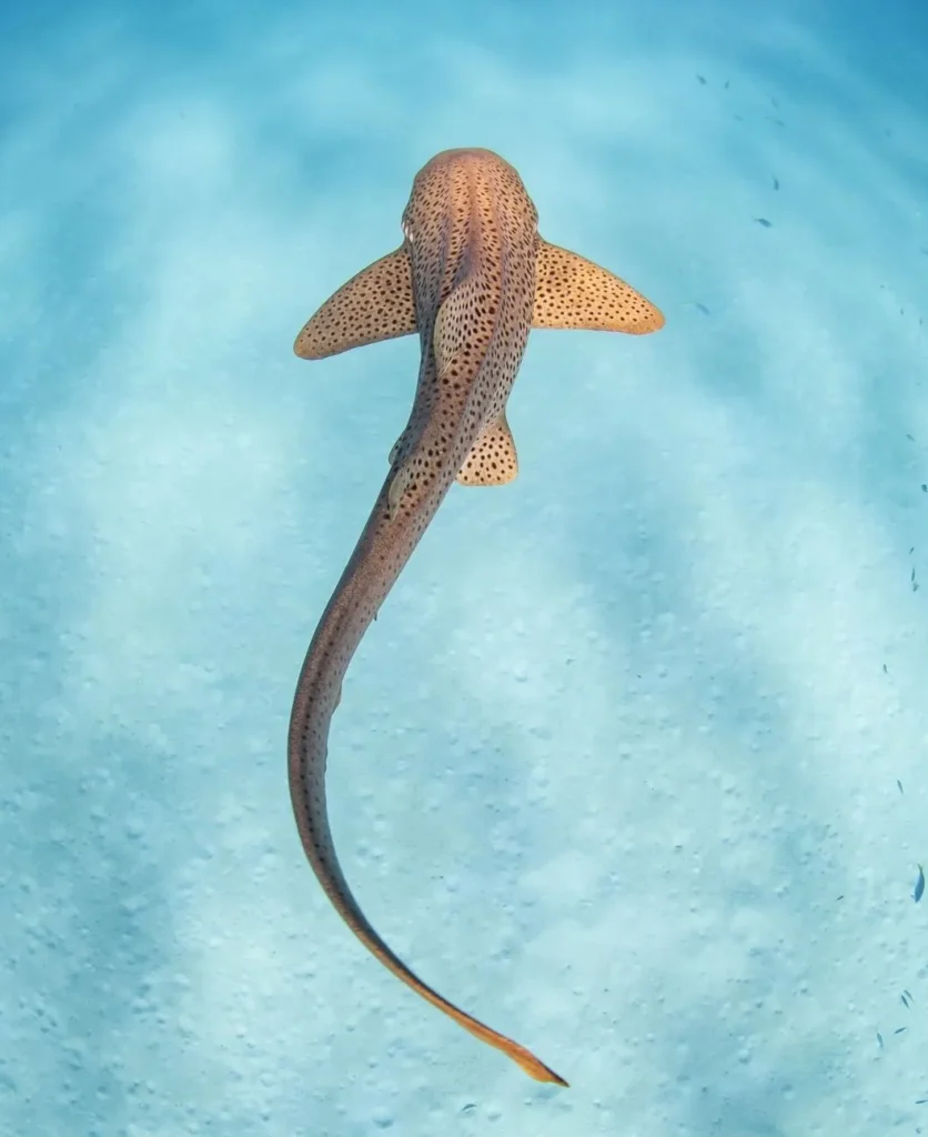 Leopard Sharks