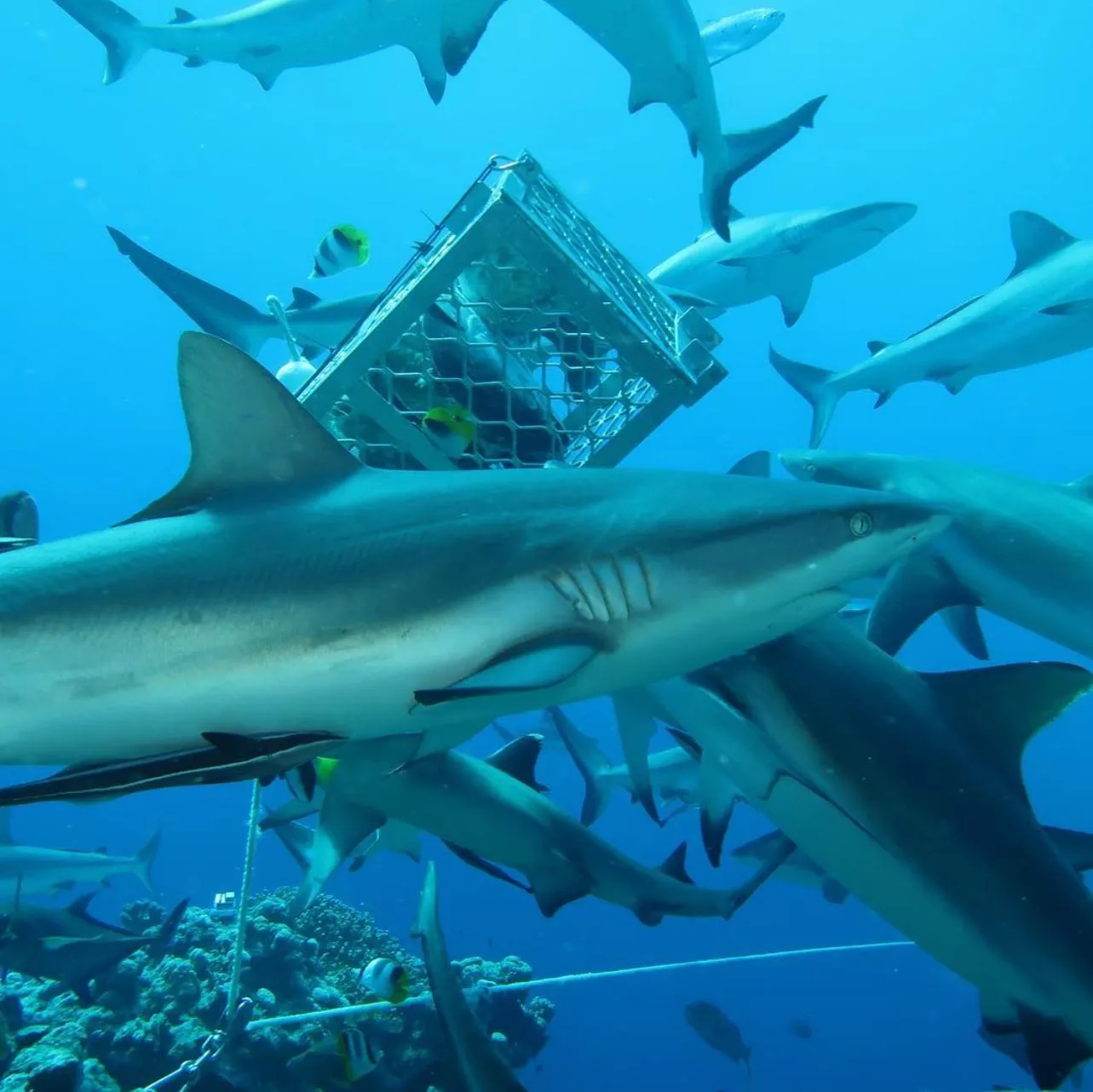 Osprey Reef