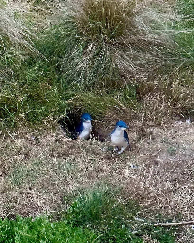 Penguin Parade