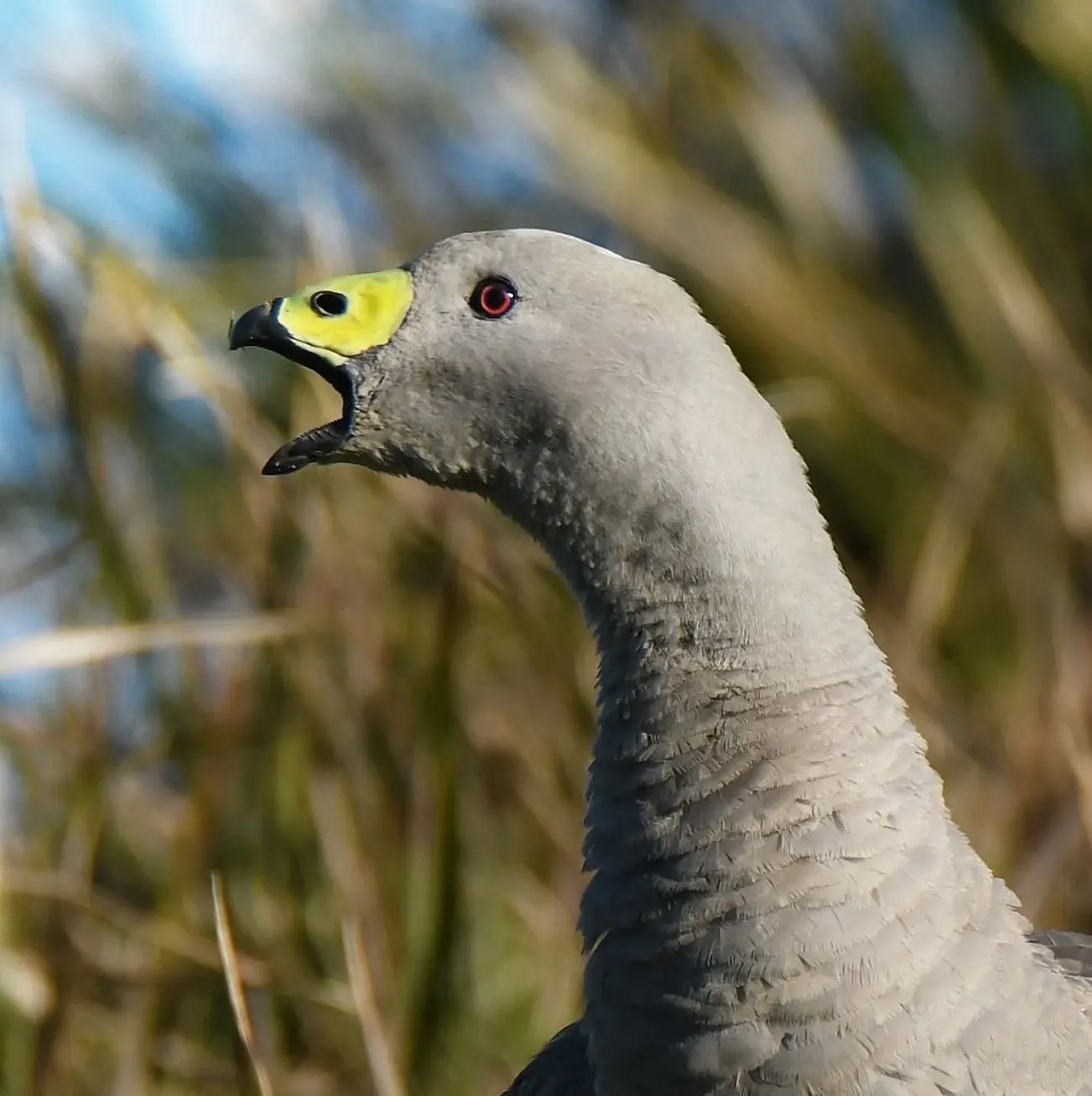 Phillip Island Nature Parks