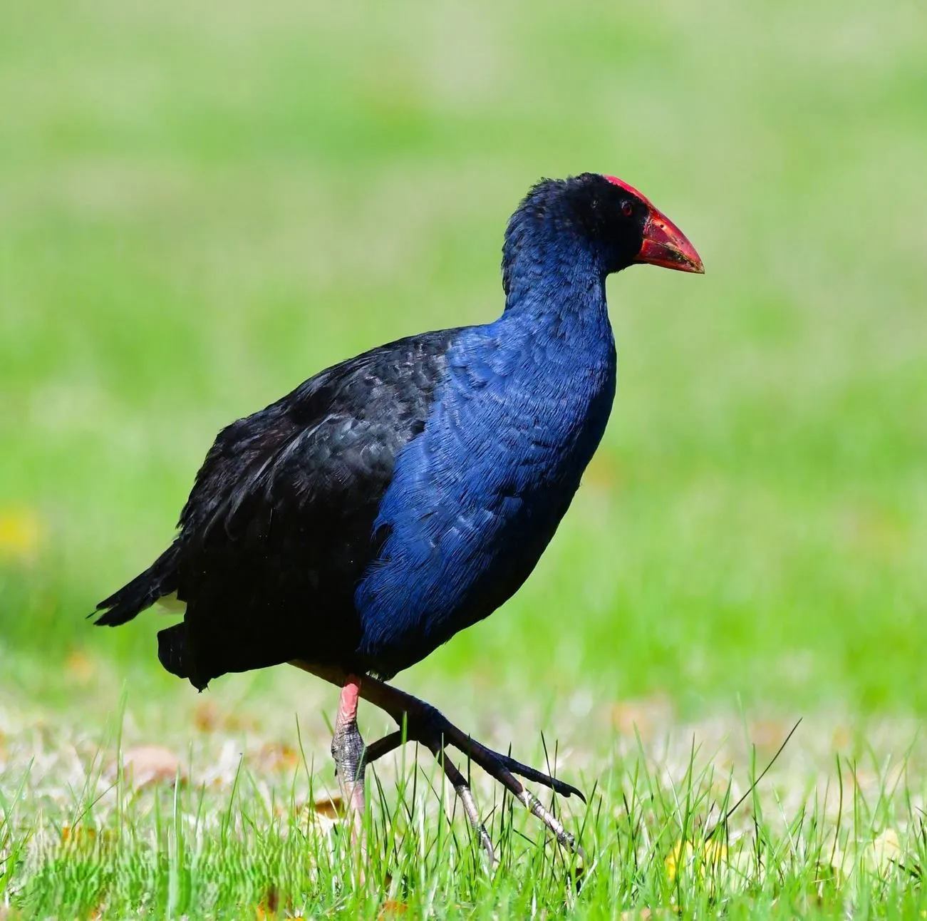 Purple swamp hens