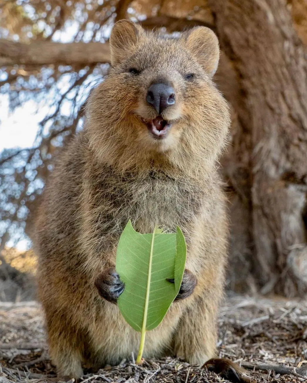 Rottnest Island