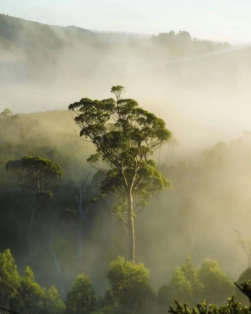 Tarkine Wilderness