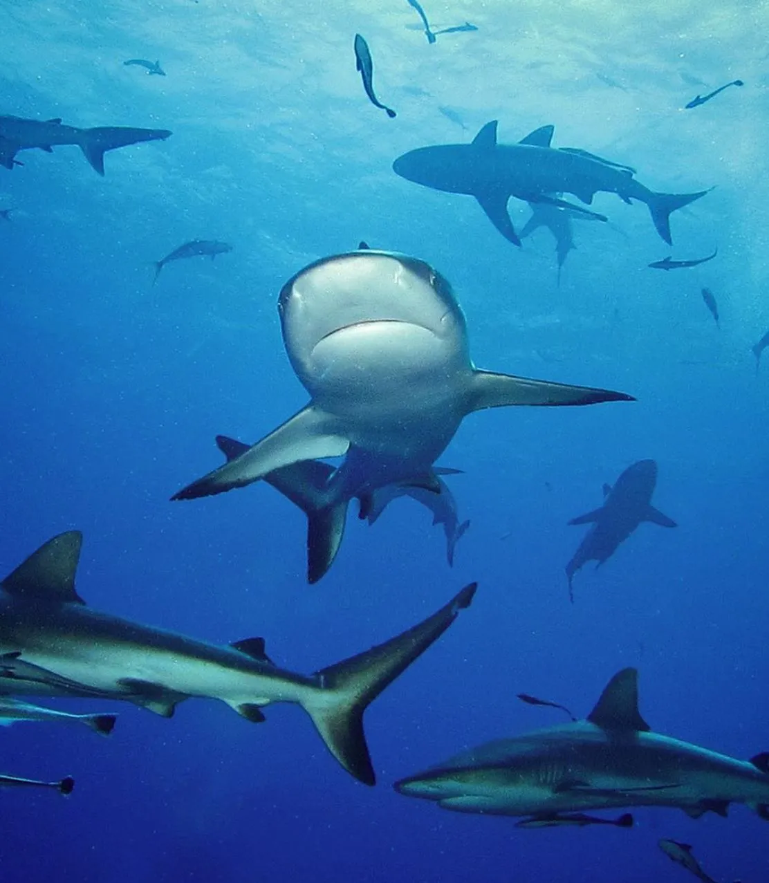 Top reef sites for diving with sharks