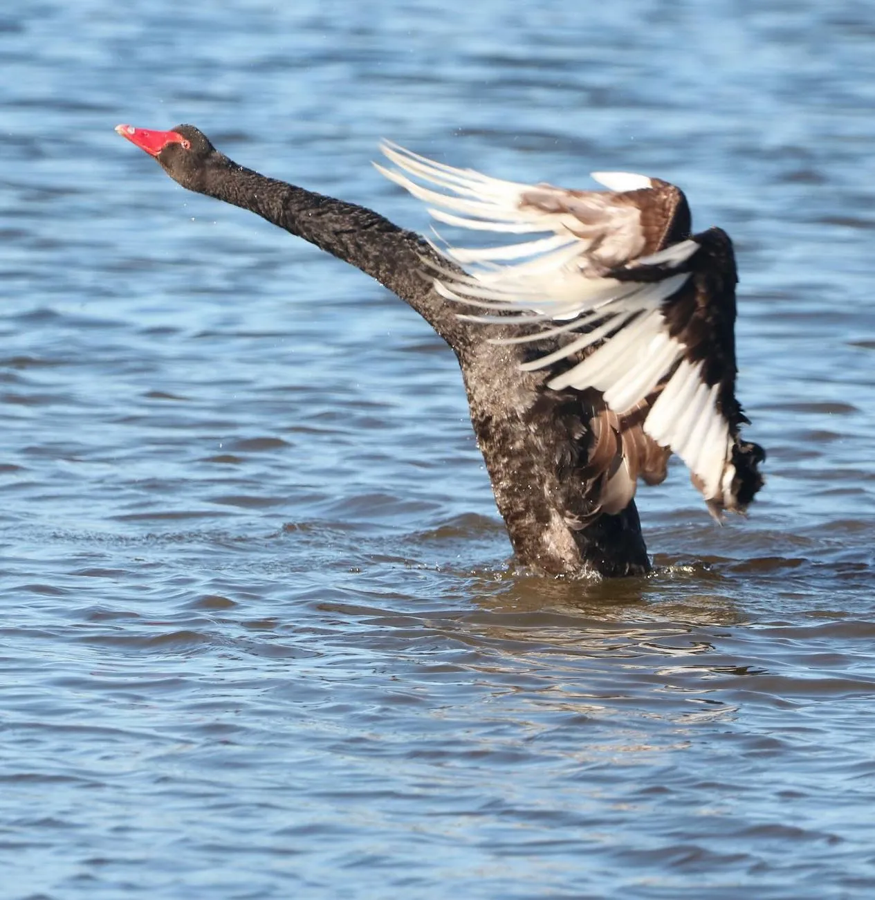 What to Pack for Any Swan Lake Walk