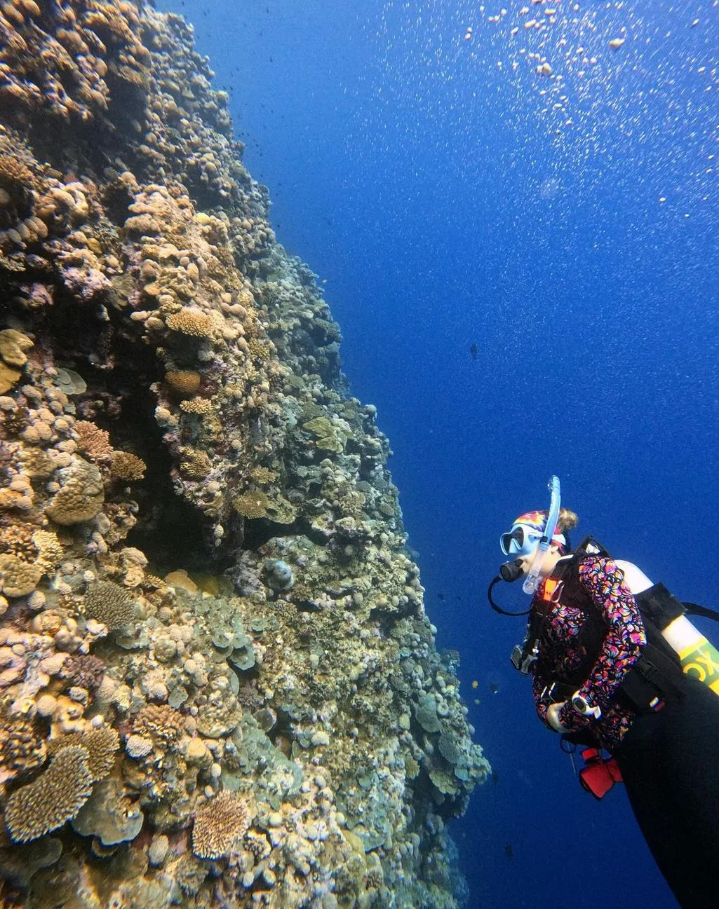 What’s it like diving with sharks