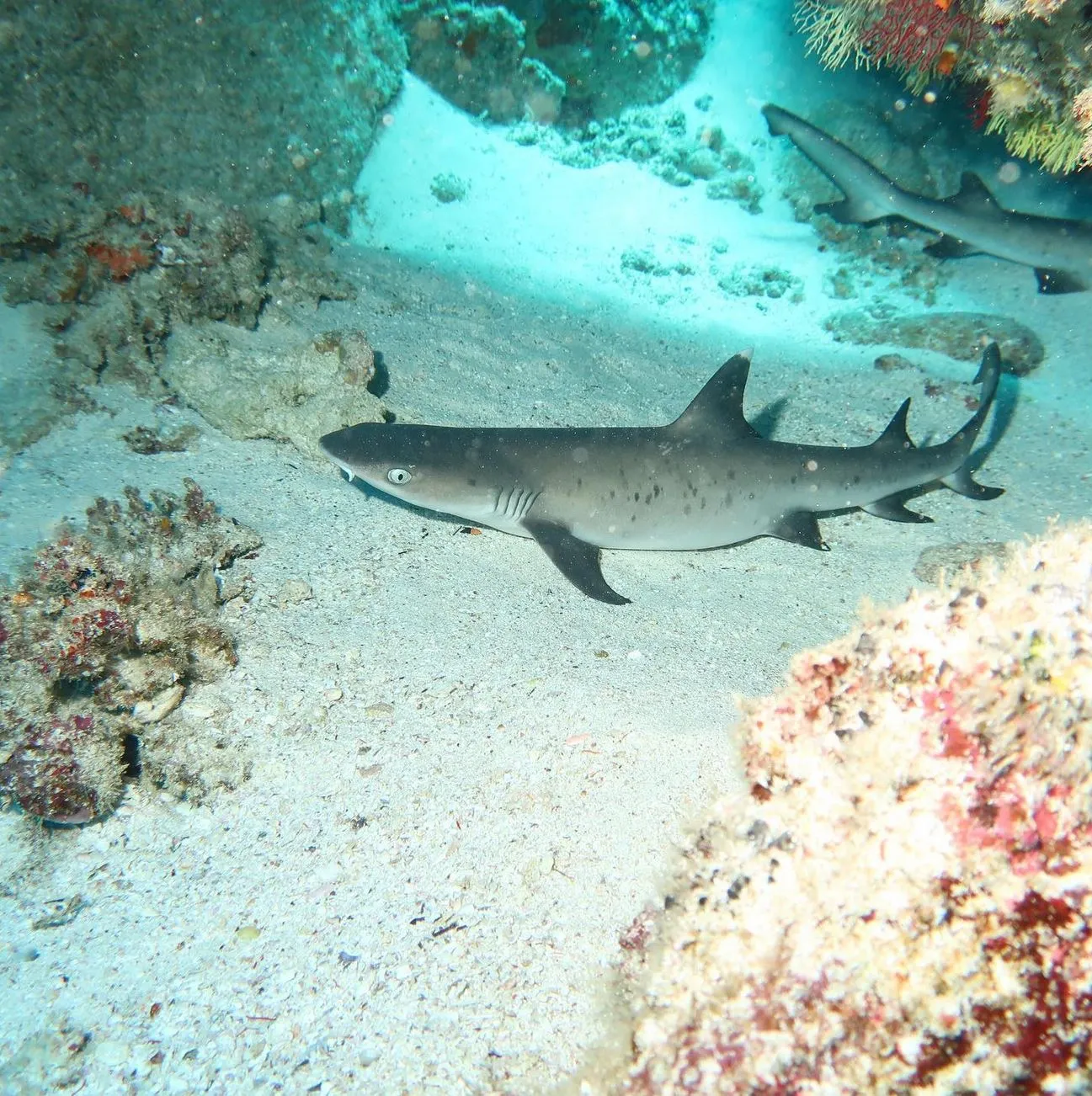 White Tip Reef Sharks